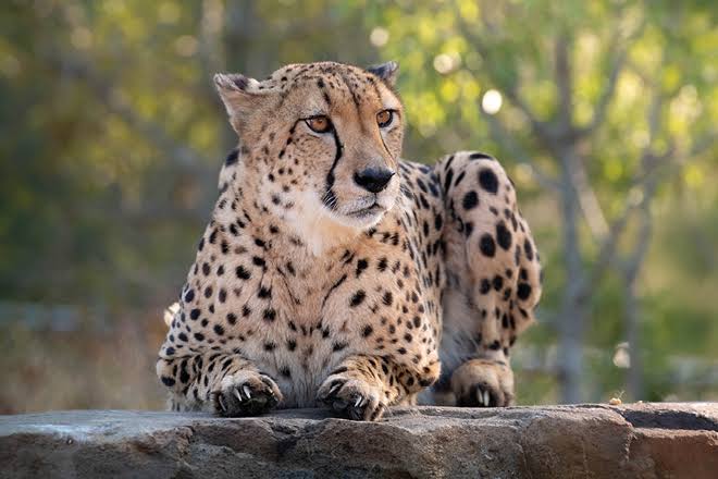 cheetah Rescue Center Day Trip